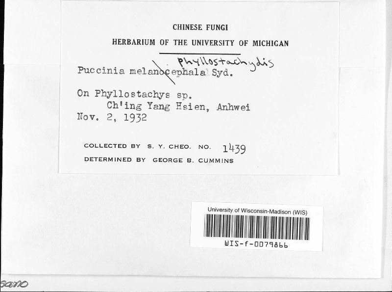 Puccinia phyllostachydis image