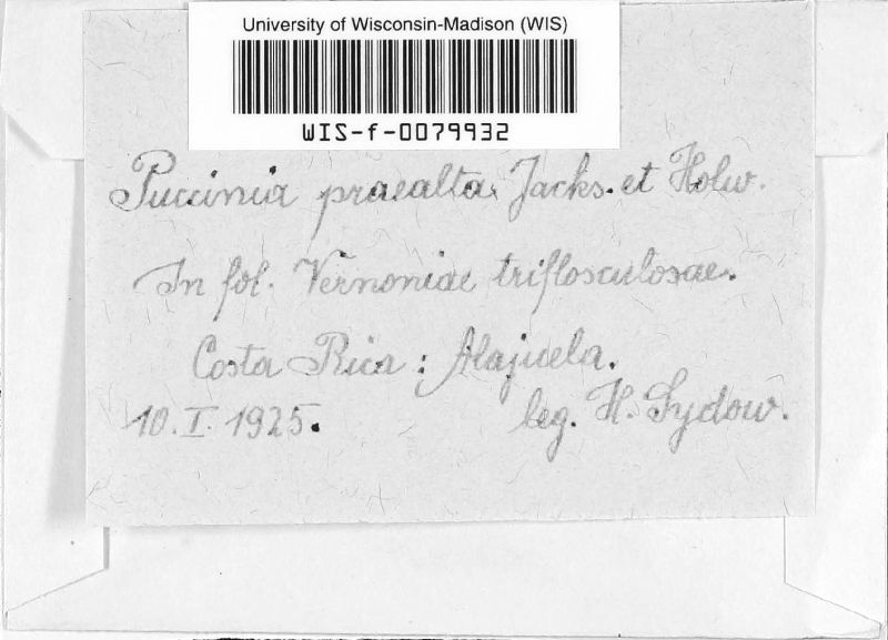 Puccinia praealta image