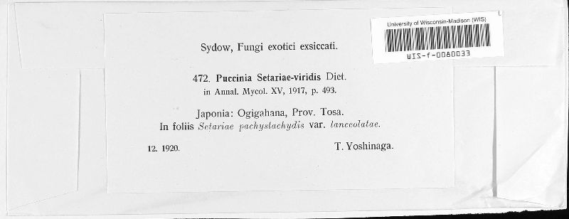 Puccinia setariae-viridis image