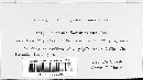 Image of Puccinia sommieriana