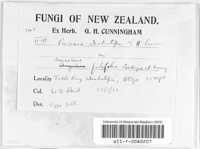 Puccinia whakatipu image