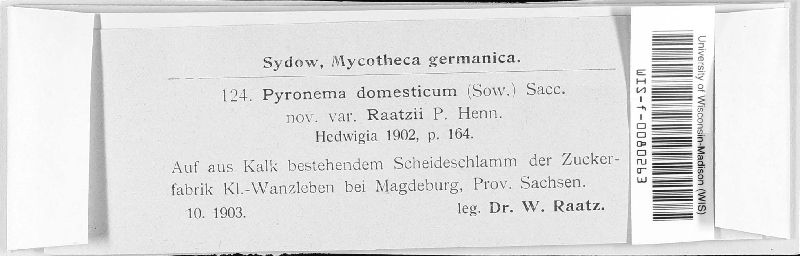 Pyronema domesticum image