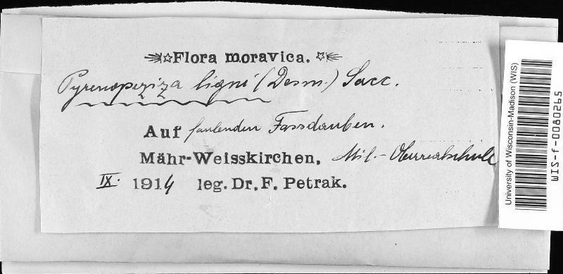 Mollisia ligni image