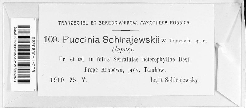 Puccinia schirajewskii image