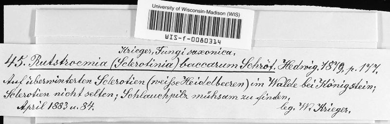 Monilinia baccarum image
