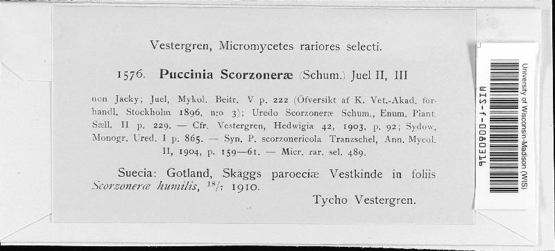 Puccinia scorzonerae image