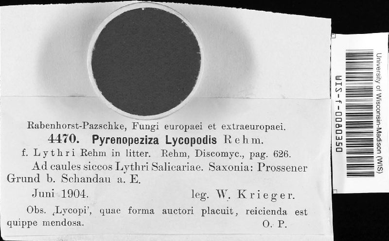 Pyrenopeziza lycopsidis image