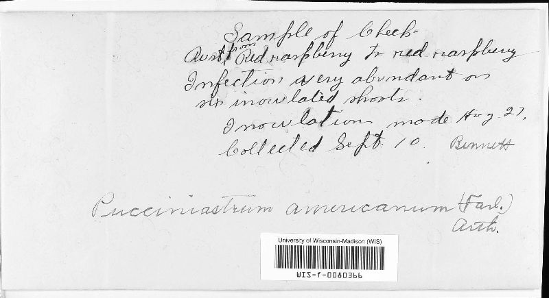 Pucciniastrum americanum image
