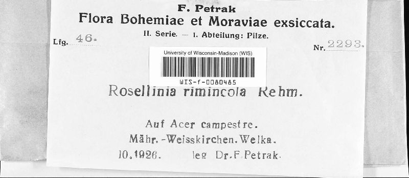 Coniomela rimincola image