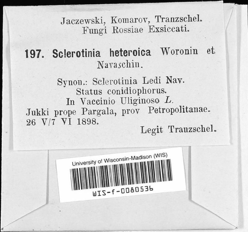 Stromatinia heteroica image
