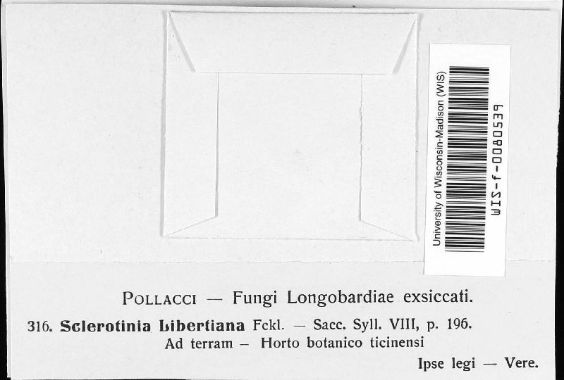 Sclerotinia libertiana image