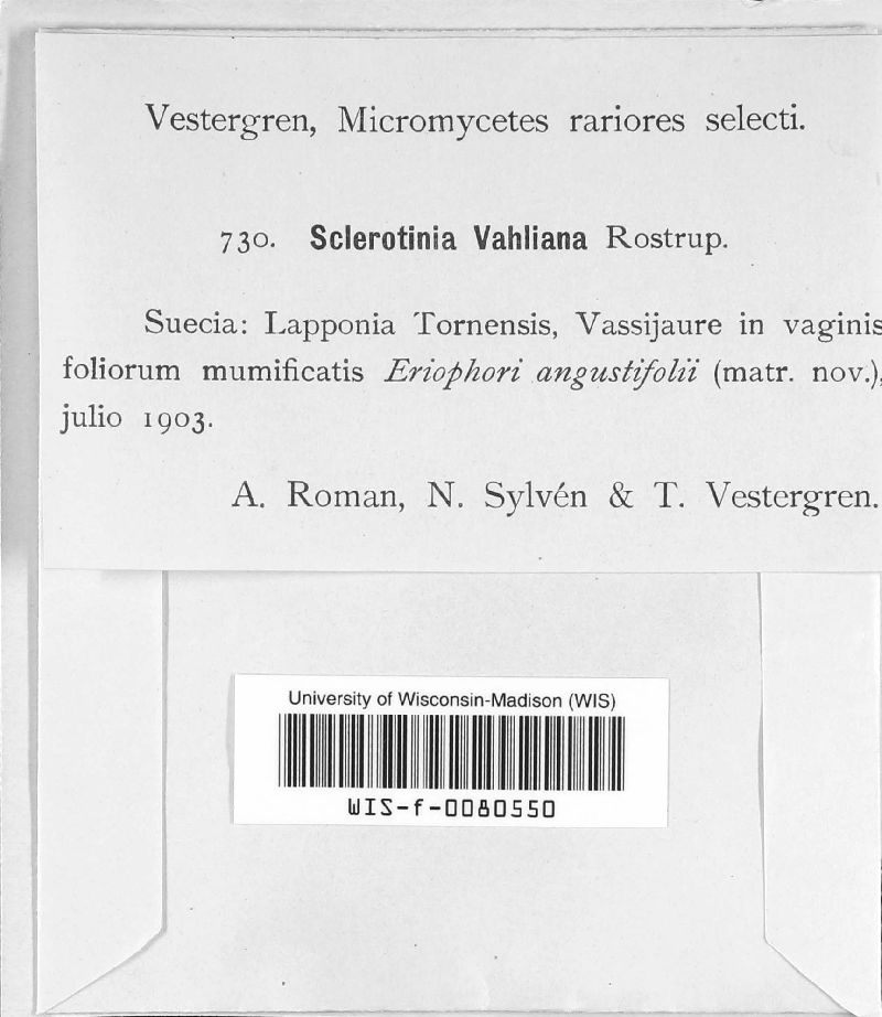Sclerotinia vahliana image