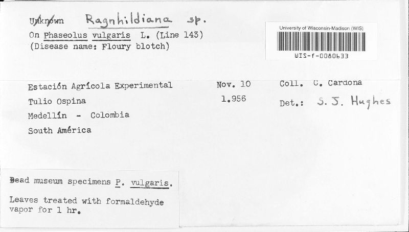 Ragnhildiana image