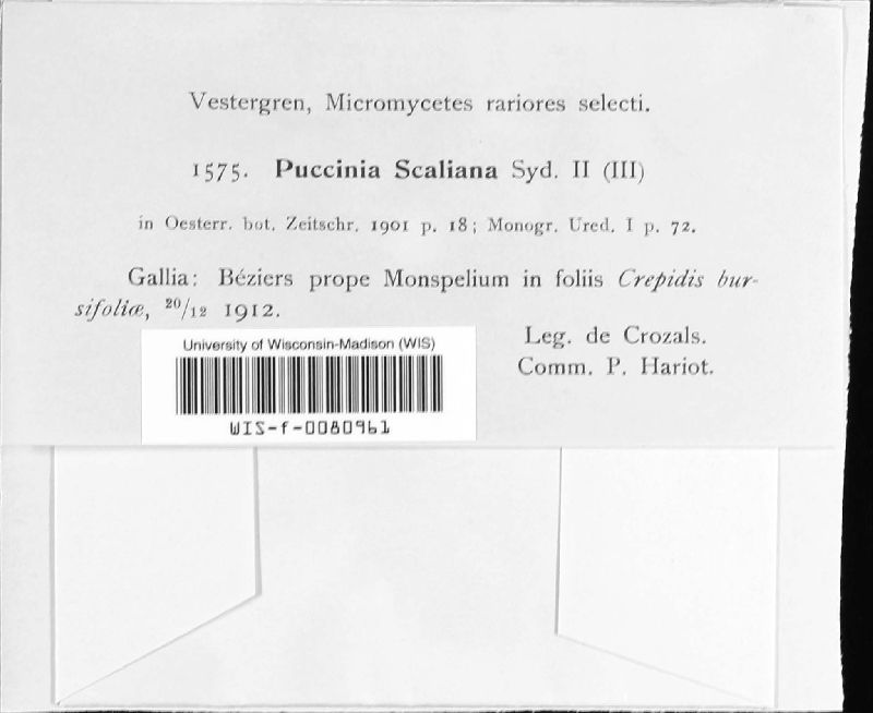 Puccinia scaliana image