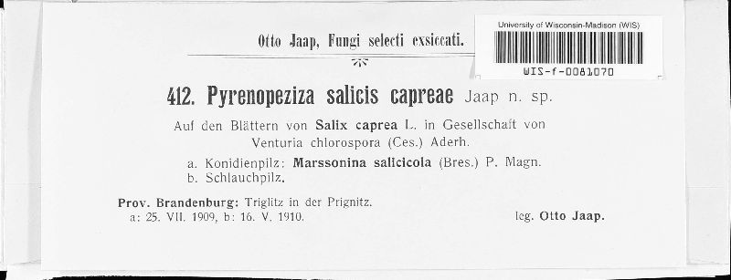Pyrenopeziza salicis-capreae image