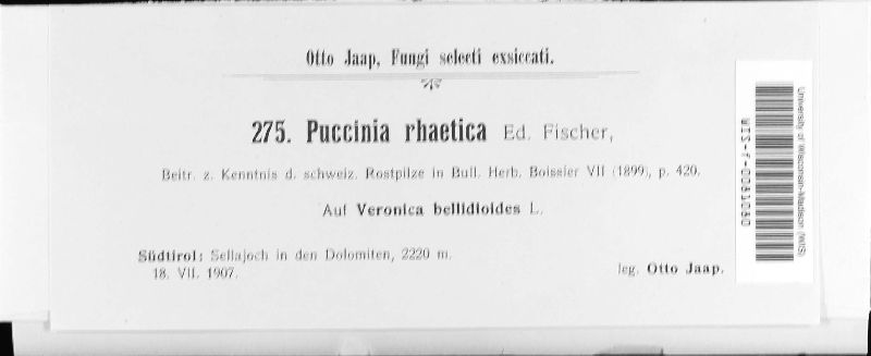 Puccinia rhaetica image