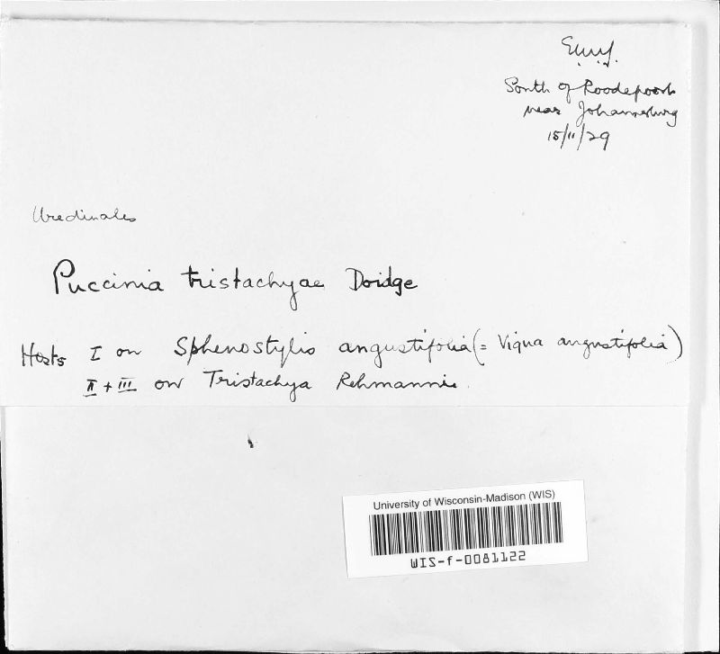 Puccinia tristachyae image