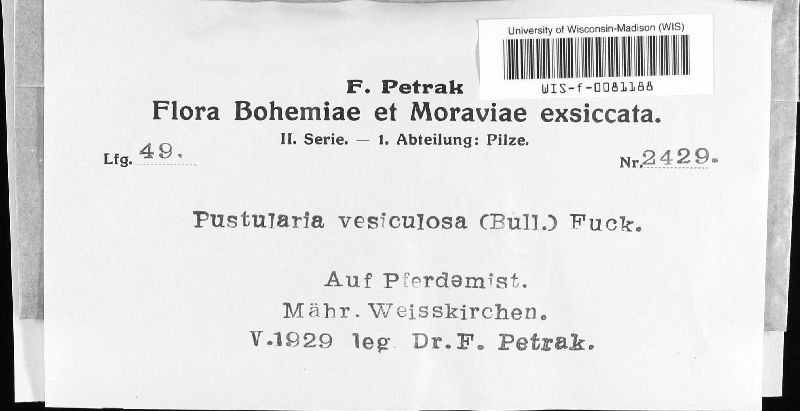 Peziza vesiculosa image