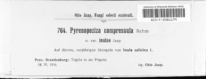 Pyrenopeziza compressula image