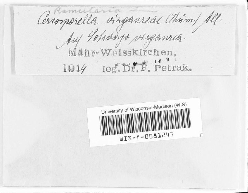 Ramularia virgaureae image