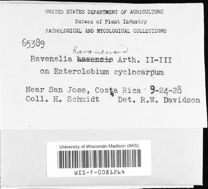 Ravenelia havanensis image