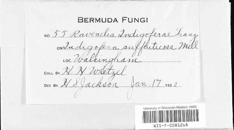 Ravenelia indigoferae image