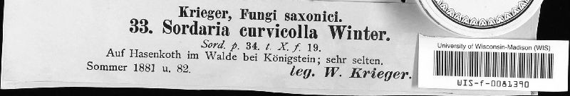 Podospora curvicolla image