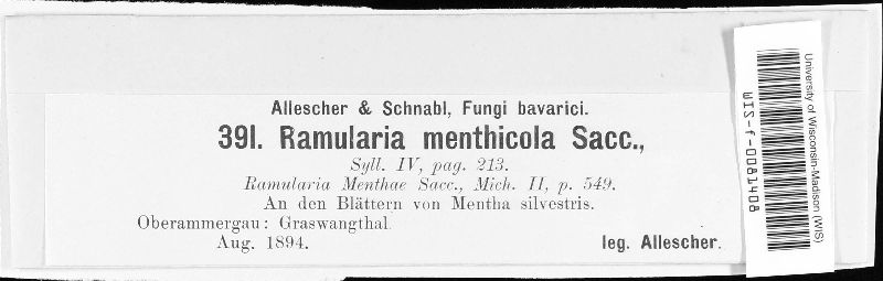 Ramularia menthicola image