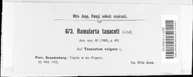 Ramularia tanaceti image