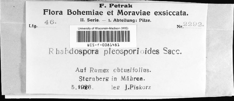 Rhabdospora pleosporioides image