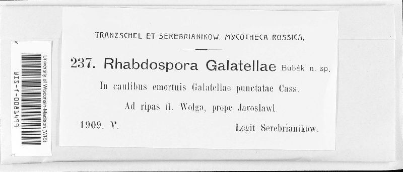 Rhabdospora galatellae image