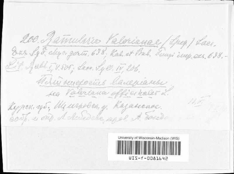 Ramularia valerianae image