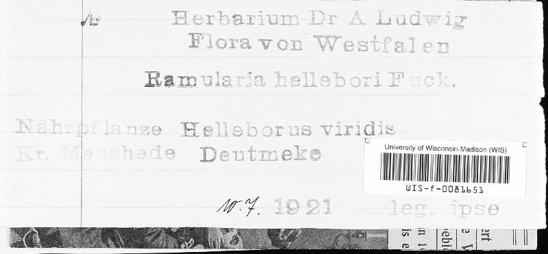 Ramularia hellebori image