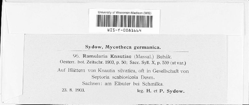 Ramularia succisae image