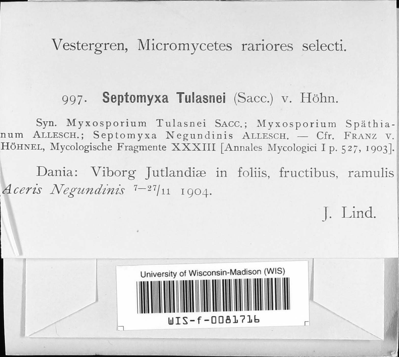 Septomyxa tulasnei image