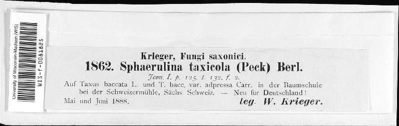 Dothiora taxicola image