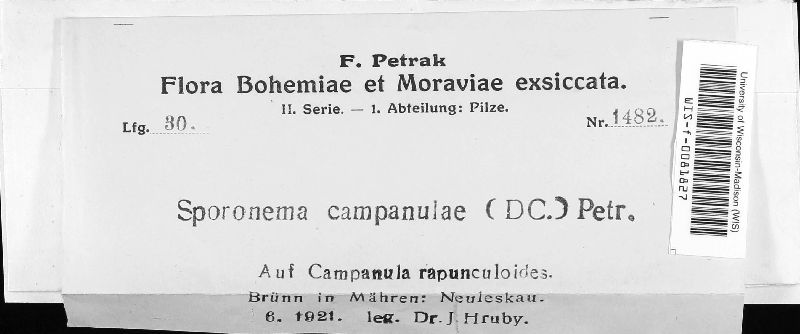 Leptotrochila campanulae image