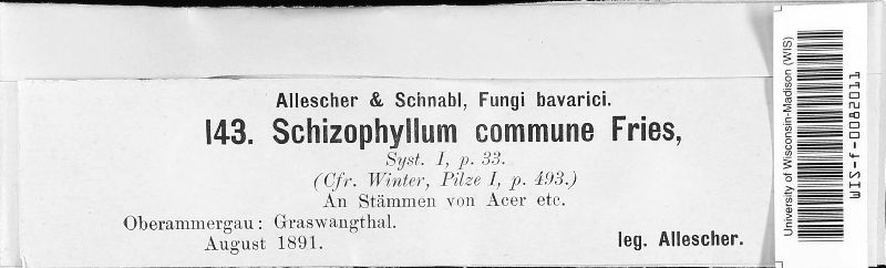 Schizophyllum commune image