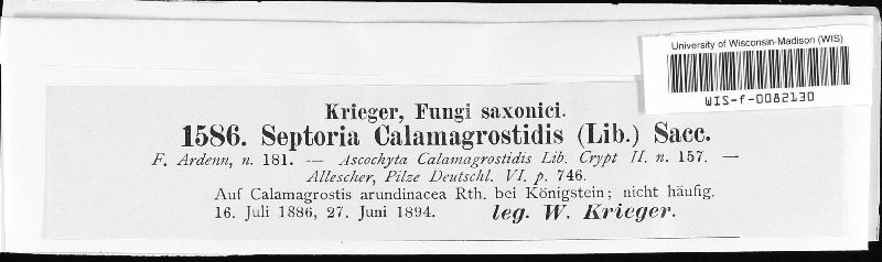 Septoria calamagrostidis image