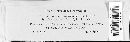 Image of Scleroderma verrucosum
