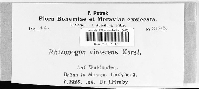 Rhizopogonaceae image