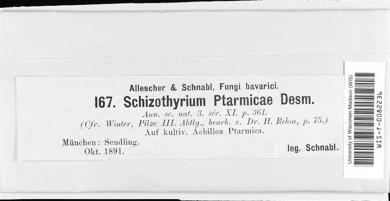 Schizothyrioma ptarmicae image