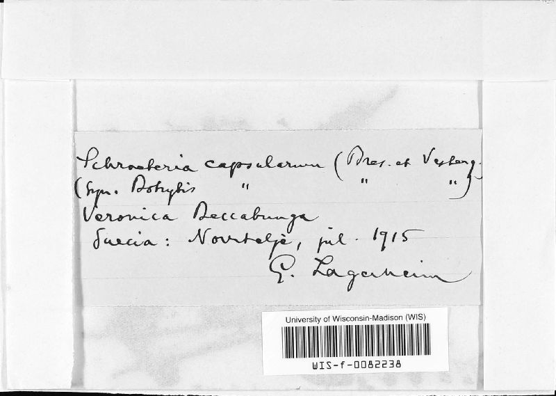 Botrytis capsularum image