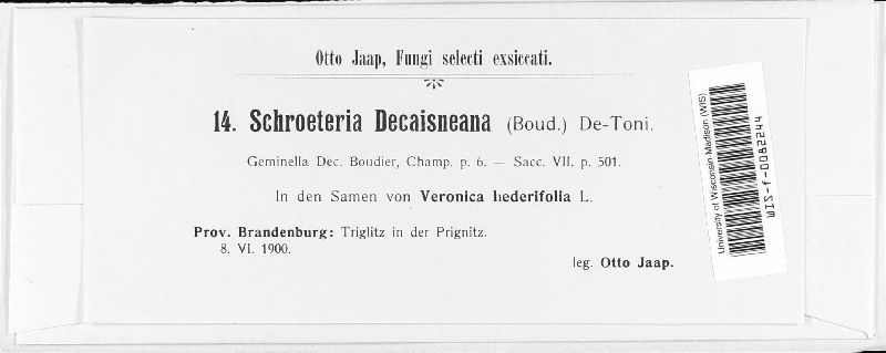 Schroeteria decaisneana image