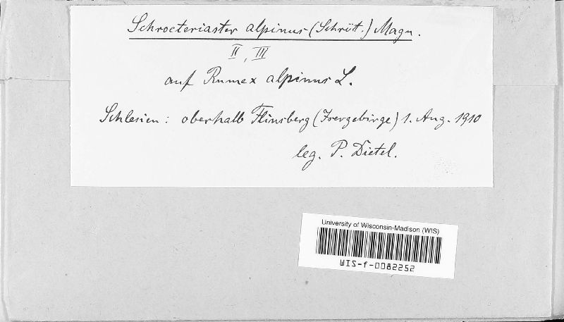 Schroeteriaster alpinus image