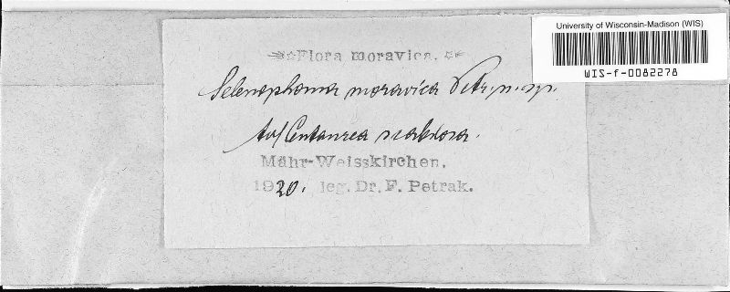 Selenophoma moravica image