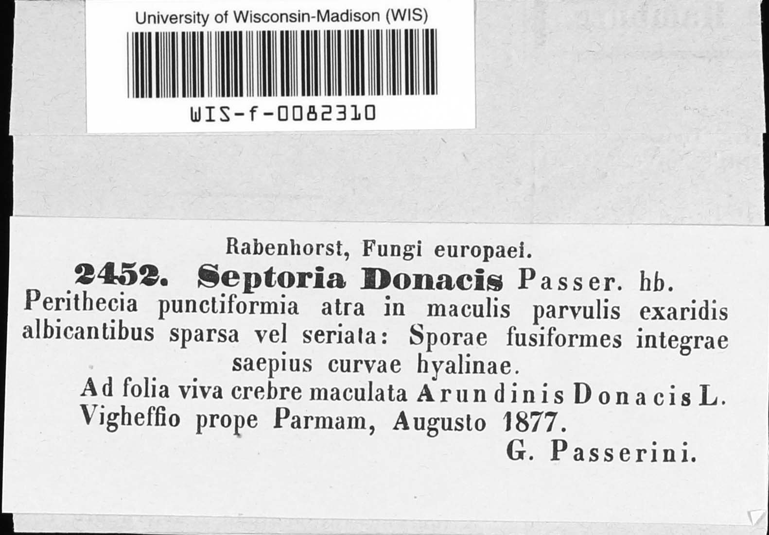 Pseudoseptoria donacis image