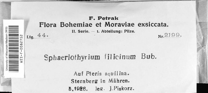 Sphaeriothyrium image