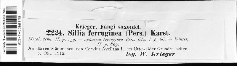 Sillia ferruginea image