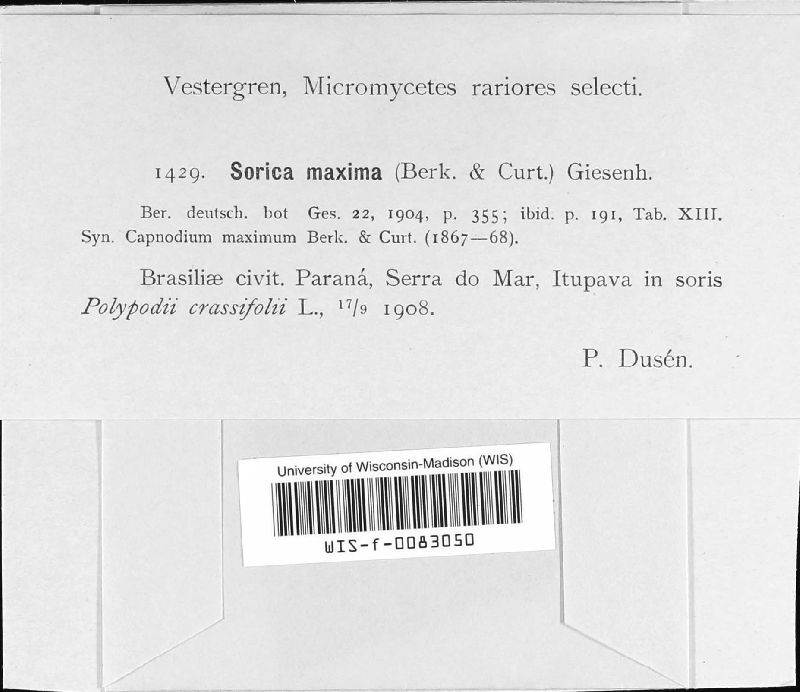 Caliciopsis maxima image